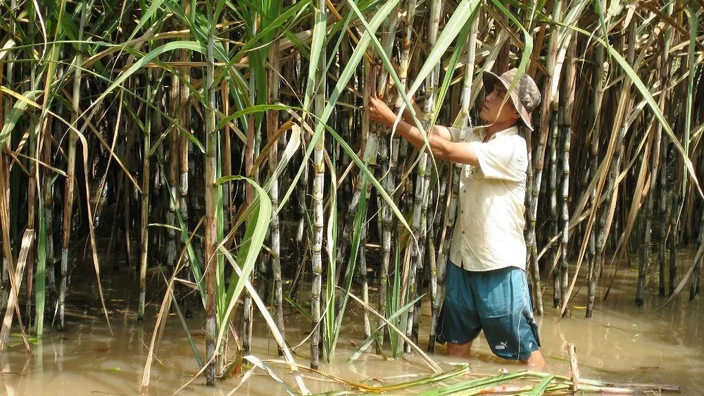 Hàng ngàn hécta mía ngập trong nước lũ, nông dân nguy cơ lỗ trắng