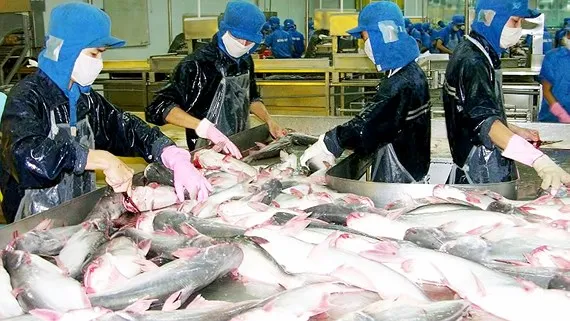 Giá cá tra bất ngờ giảm mạnh 