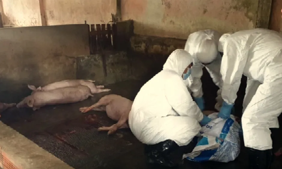 Lực lượng thú y Sóc Trăng tiêu hủy heo bị bệnh