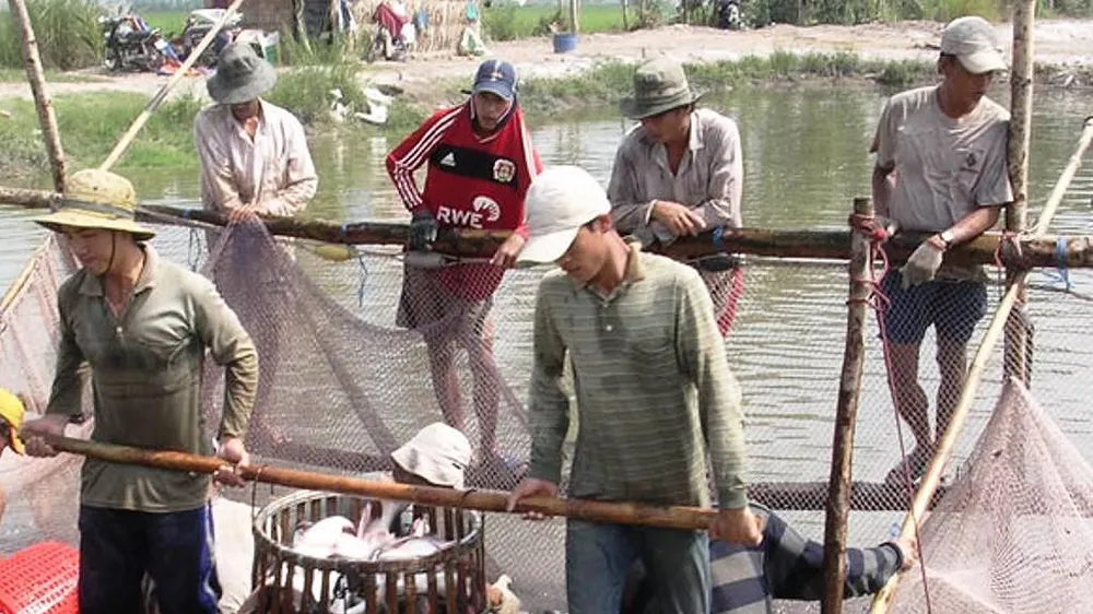 Giá cá tra giảm mạnh, người nuôi lỗ nặng 