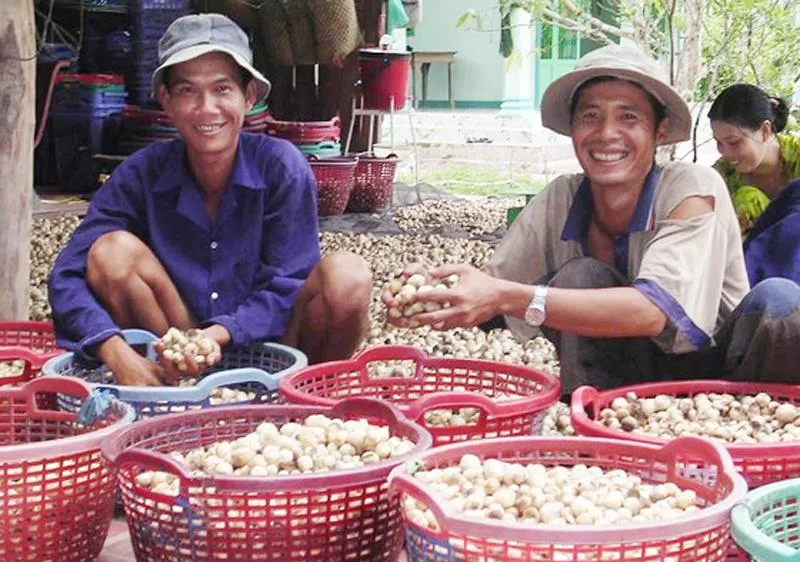 Trồng nấm rơm là thế mạnh ở vùng ĐBSCL 