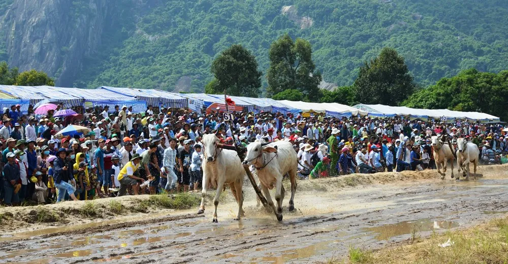 Hàng chục ngàn người xem đua bò Bảy Núi An Giang 2019