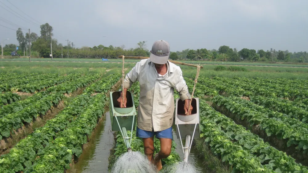 Chuyển đổi cây trồng trên đất lúa mang lại hiệu quả kinh tế cao 