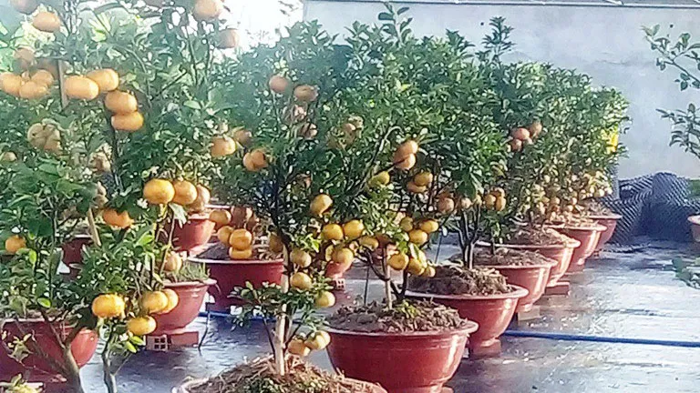 Quýt hồng kiểng chưng tết
