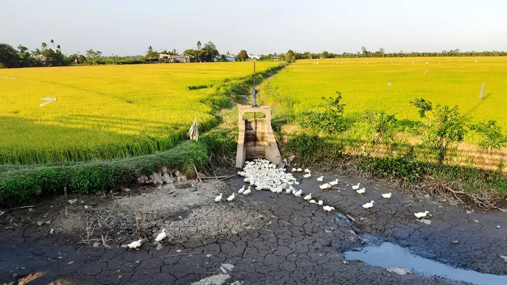 Chuyển 50.000ha đất lúa bị hạn mặn sang trồng cây con khác