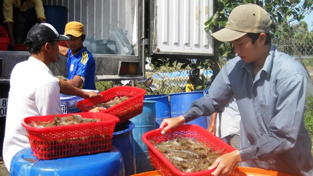 Giá tôm ĐBSCL giảm mạnh