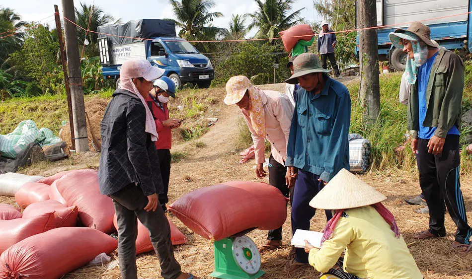 Giá lúa ở ĐBSCL giảm nhẹ do doanh nghiệp hạn chế thu mua