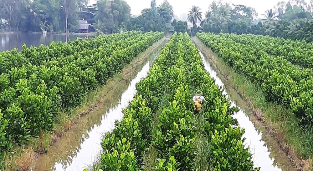 Phát triển thêm 450.000ha trái cây và thủy sản ở ĐBSCL đến năm 2030