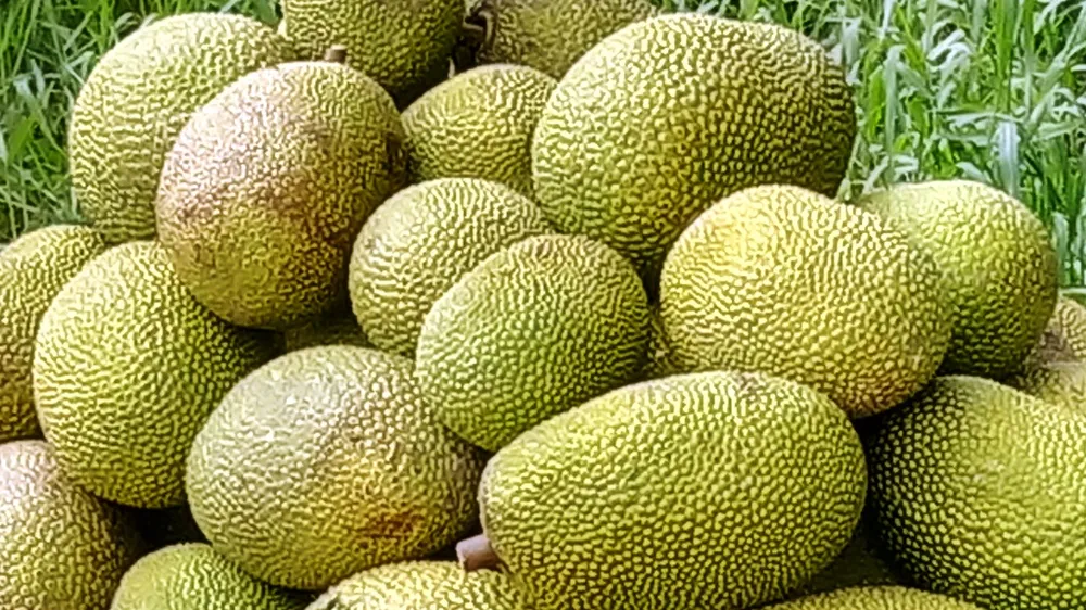 Mít Thái ở ĐBSCL tăng lên 50.000 - 60.000 đồng/kg 