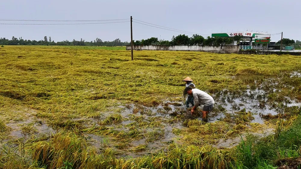 ĐBSCL: Khẩn trương tiêu thoát nước, cứu lúa bị ngập úng
