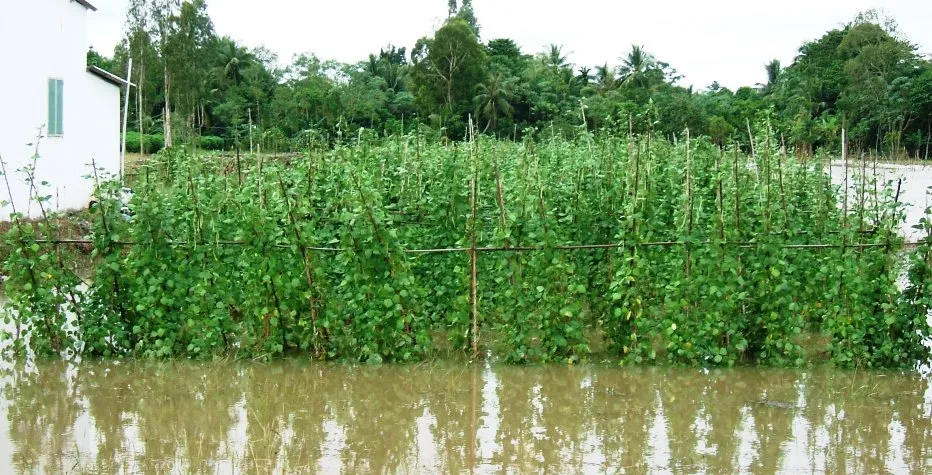 Kiên Giang: Hơn 1.790 nhà, 49 điểm trường bị ngập
