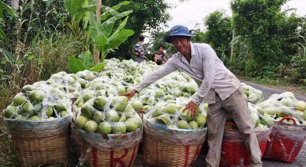 Tìm đầu ra cho nông sản ĐBSCL