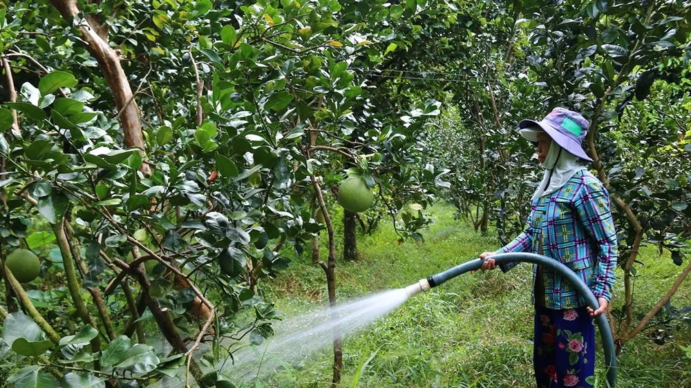 Trái cây ĐBSCL vào vụ tết