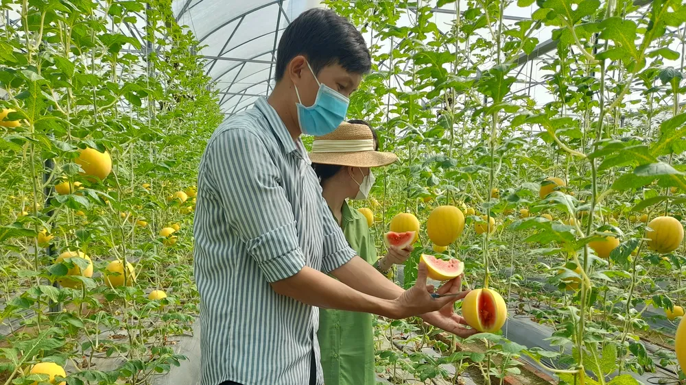 Dưa hấu vàng chưng tết ở Vĩnh Long hút hàng