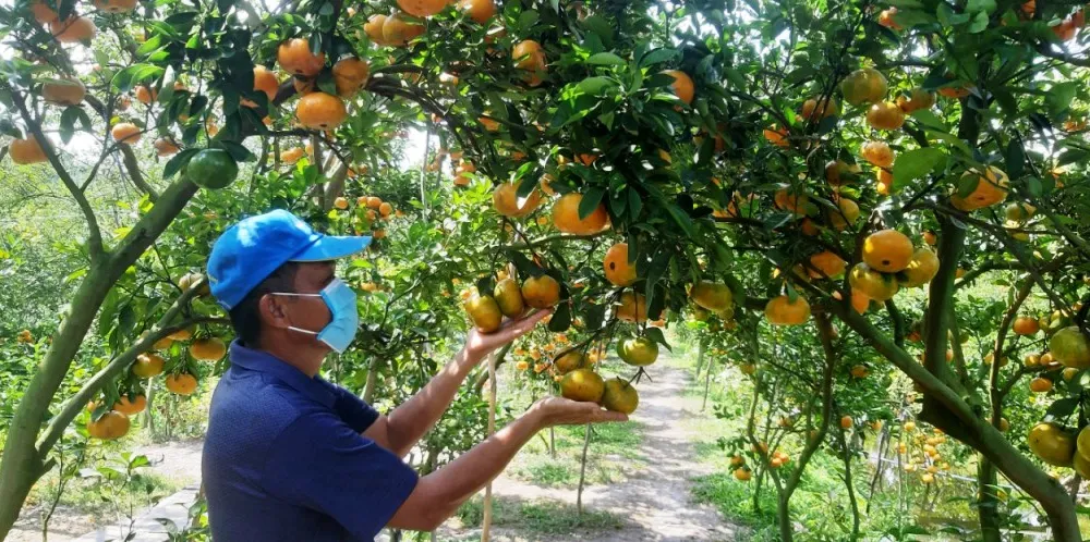 Toàn huyện Lai Vung có khoảng 120ha quýt hồng đang cho trái, với sản lượng khoảng 2.500 tấn, phục vụ thị trường tết 2022