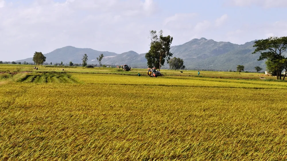 Hợp tác tiêu thụ, đảm bảo đầu ra cho người trồng lúa ở Kiên Giang, An Giang