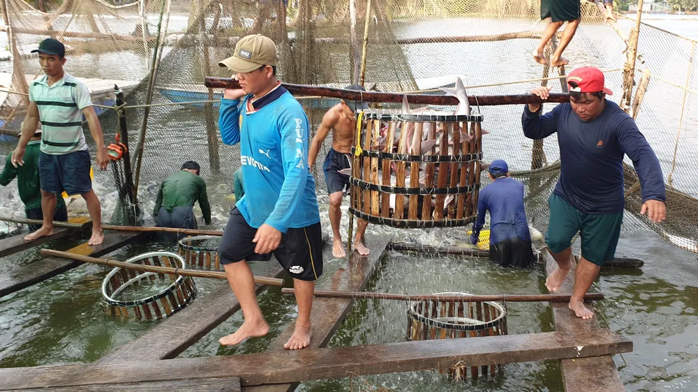 Cá tra thu hoạch được bán ngay tại ao nuôi cho thương lái. Ảnh: QUỐC BÌNH