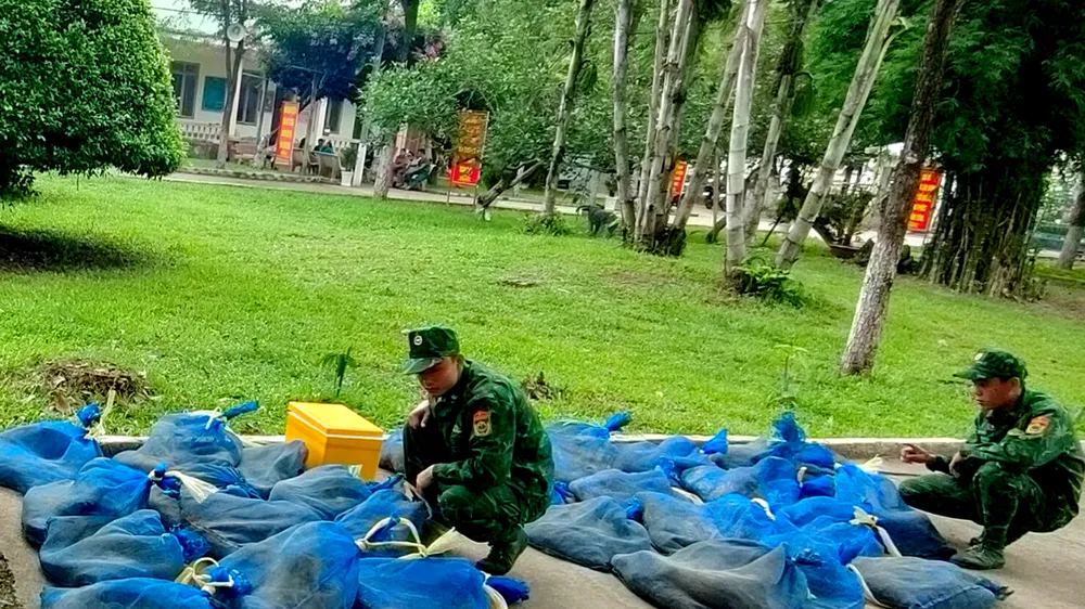 94 cá thể động vật kỳ đà và rùa được phát hiện trước khi chuyển qua biên giới Campuchia. Ảnh: CHIẾN KHU