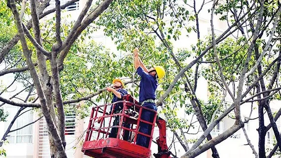 Chăm sóc, xử lý cây xanh không thông qua đấu thầu 