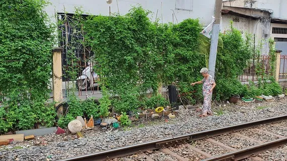 Người dân trồng rau trong khu vực an toàn đường sắt
