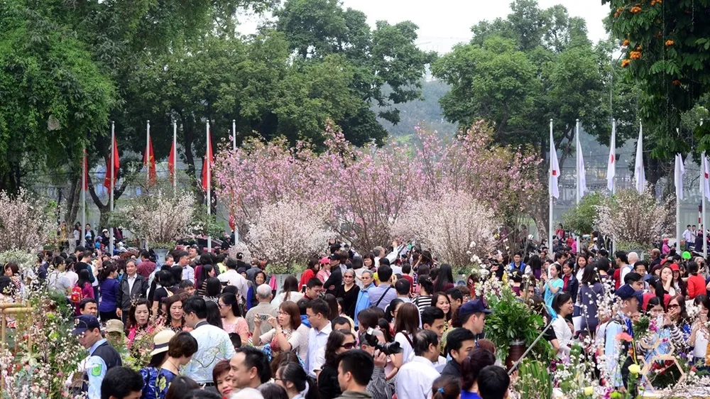 10.000 cành hoa anh đào Nhật bản sẽ khoe sắc tại Hà Nội