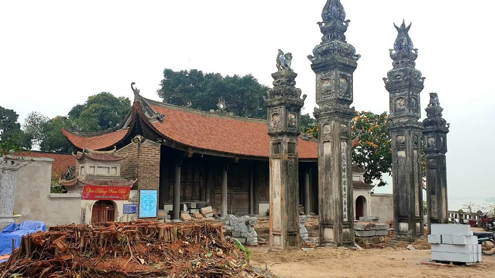Cây đa bị chặt hạ chỉ còn trơ gốc rễ