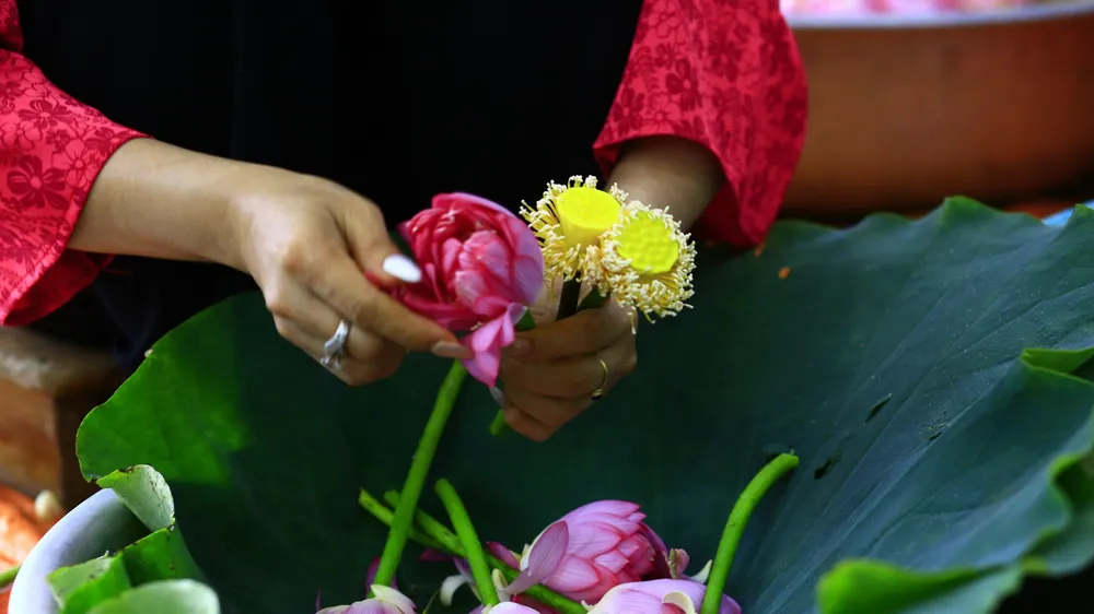 Hà Nội tổ chức lễ hội riêng dành cho sen. Ảnh: HÀ NGUYỄN