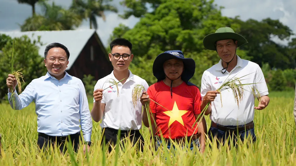 Đoàn làm phim cùng các chuyên gia Việt Nam trên cánh đồng trĩu hạt ở Cu Ba