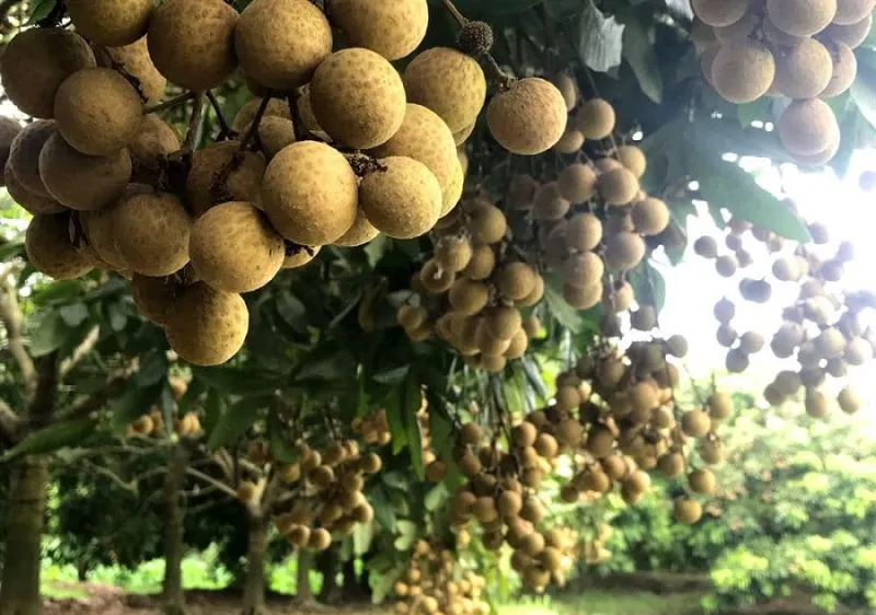 Tri thức trồng và chế biến nhãn lồng Hưng Yên là di sản văn hóa phi vật thể quốc gia