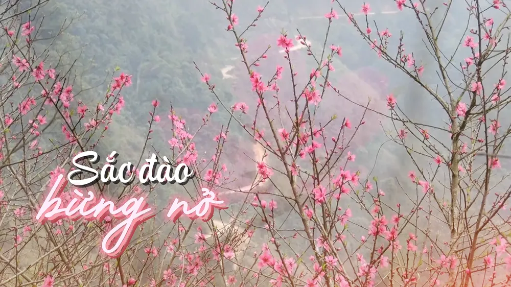 Lạng Sơn mở hội hoa đào vùng biên viễn