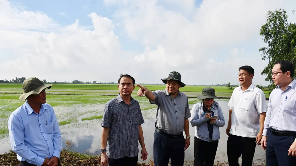 Hàng trăm ha lúa vùng Đồng Tháp Mười có nguy cơ mất trắng