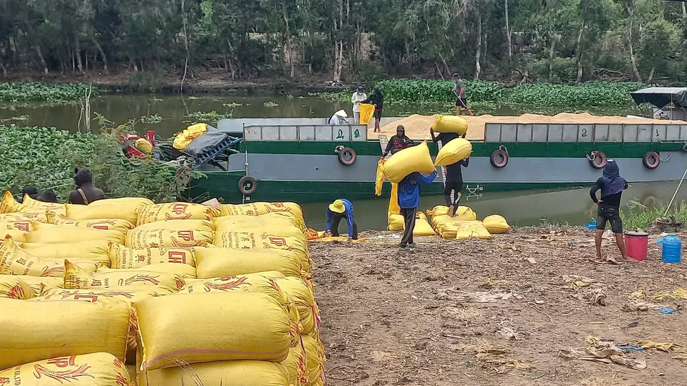 Nông dân vùng Đồng Tháp Mười, tỉnh Tây Ninh vận chuyển lúa được thu hoạch bằng xà lan
