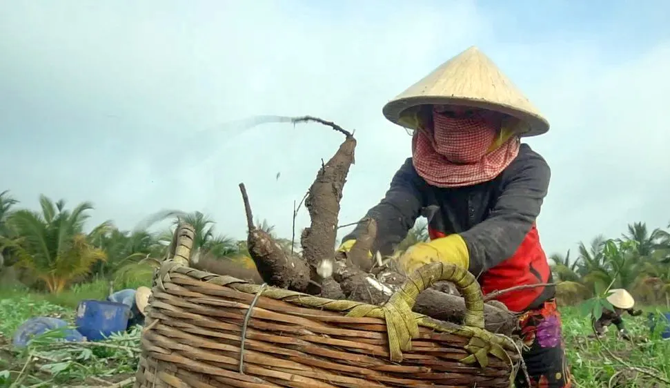 Giá khoai mì hơn 5.000 đồng/kg, nông dân lãi trăm triệu đồng/ha