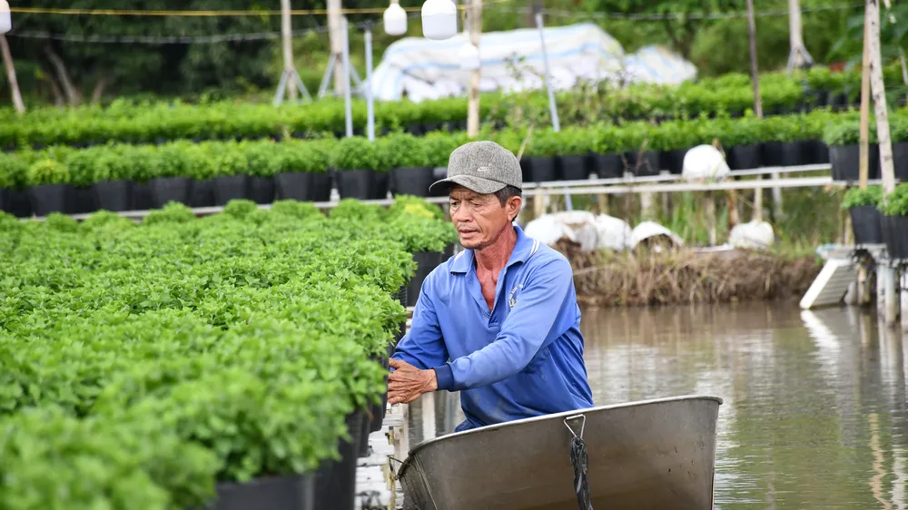 Nông dân làng hoa Sa Đéc chèo xuồng chăm sóc hoa