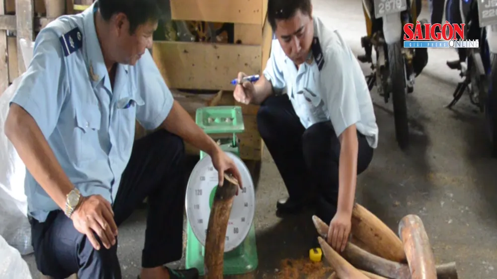 Khởi tố vụ buôn lậu hơn 1,3 tấn ngà voi ở TPHCM