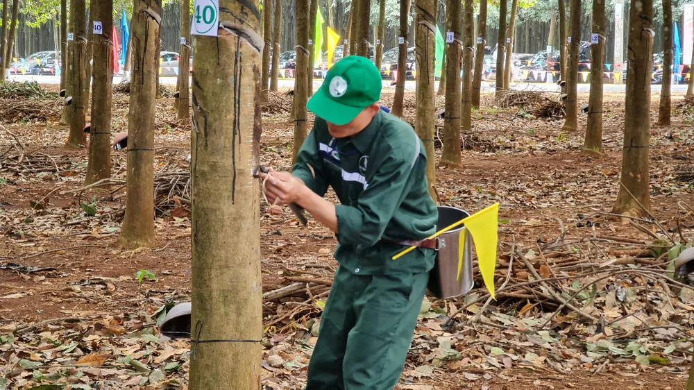 205 thí sinh dự Hội thi Bàn tay vàng thu hoạch mủ cao su