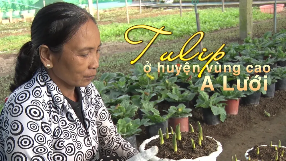 Tulip ở huyện vùng cao A Lưới