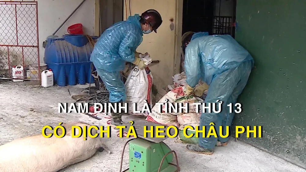 Nam Định là tỉnh thứ 13 có dịch tả heo châu Phi