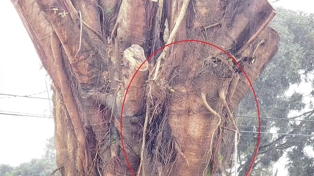 Podcast bản tin trưa 13-9: Di dời cây si có hình dạng "giống mặt người" vào khuôn viên nhà thờ; 10 người chết và mất tích do mưa lũ đêm qua 12-9