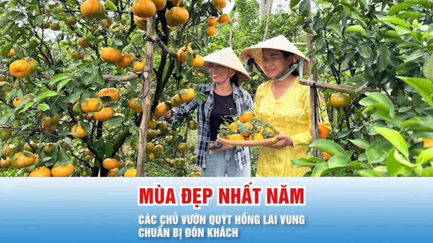 Podcast bản tin 17 giờ 19-12: Quýt hồng Lai Vung vào mùa đẹp nhất năm, các chủ vườn chuẩn bị đón khách