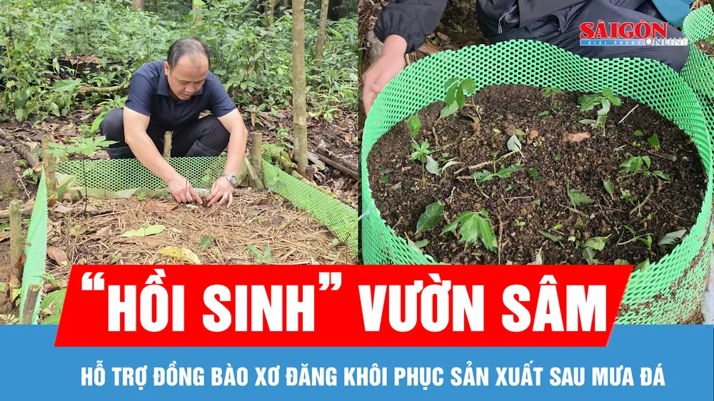 Hỗ trợ đồng bào Xơ Đăng "hồi sinh" vườn sâm sau mưa đá