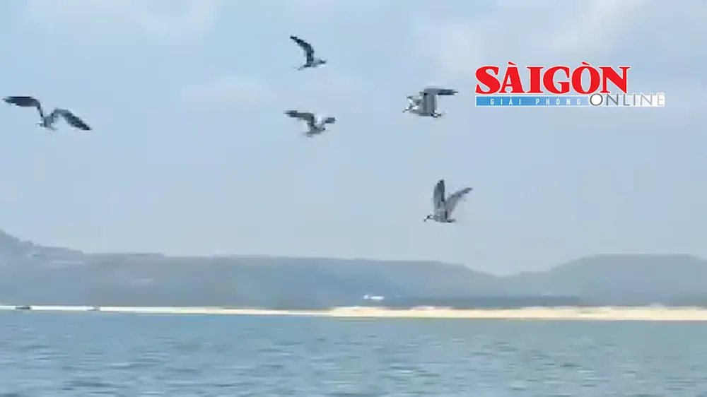 Hình ảnh cặp cá voi xuất hiện gần bờ tại vùng biển Cù Lao Mái Nhà, thuộc làng chài Phước Đồng (xã Ô Loan, tỉnh Đắk Lắk) khiến nhiều người dân và du khách vô cùng thích thú.