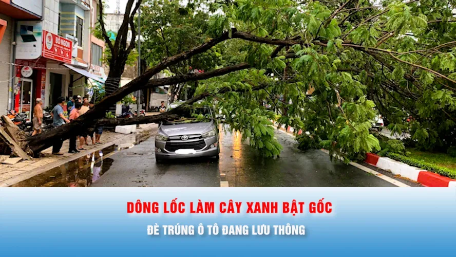 Podcast bản tin tối 12-7: Dông lốc làm cây xanh bật gốc, đè trúng ô tô đang lưu thông