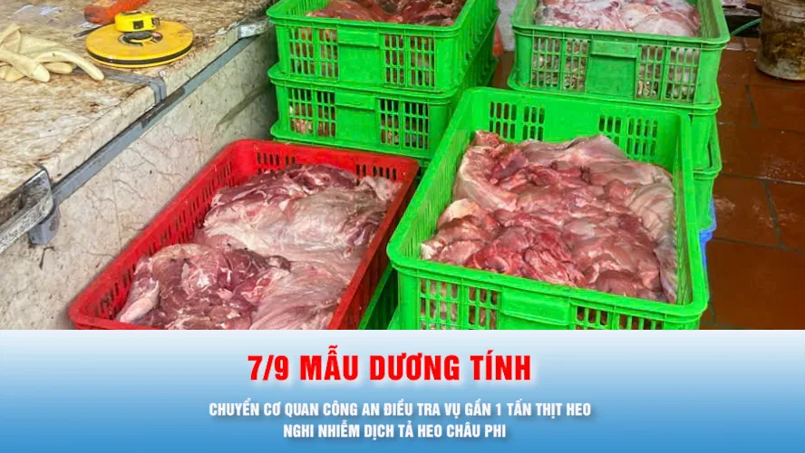Podcast bản tin trưa 3-8: Chuyển cơ quan công an điều tra vụ gần 1 tấn thịt heo nghi nhiễm dịch tả heo châu Phi 