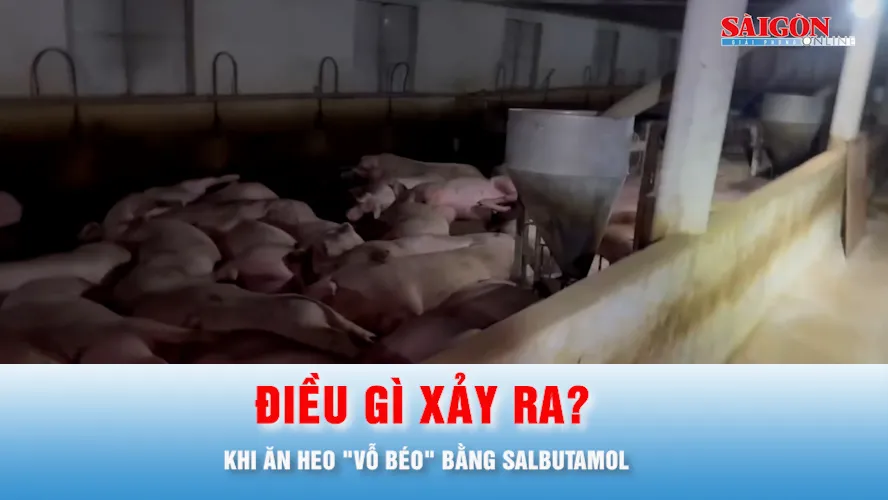 Podcast tin thời sự ngày 6-10: Điều gì xảy ra nếu ăn heo "vỗ béo" bằng Salbutamol?