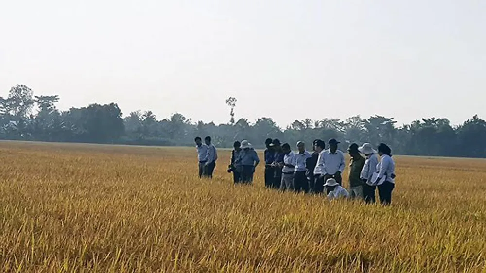 Phân bón Phú Mỹ với sản phẩm cho vùng khô hạn 