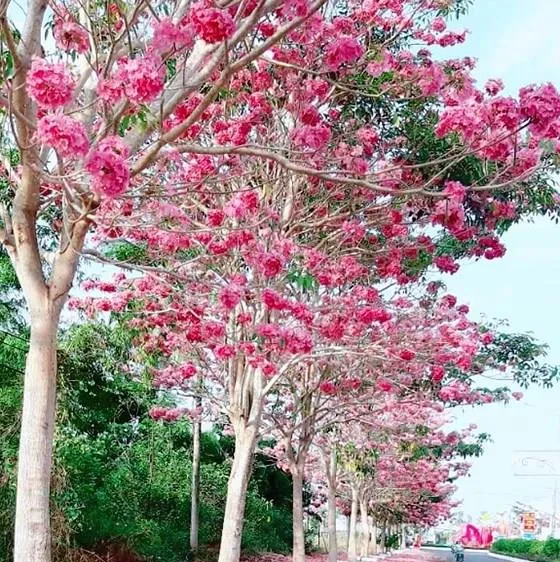 Hoa kèn hồng