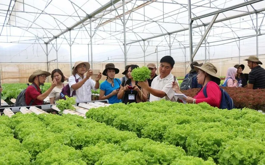Tham quan các mô hình trồng rau công nghệ cao 