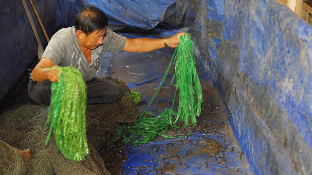 Nuôi lươn mang lại giá trị cao 