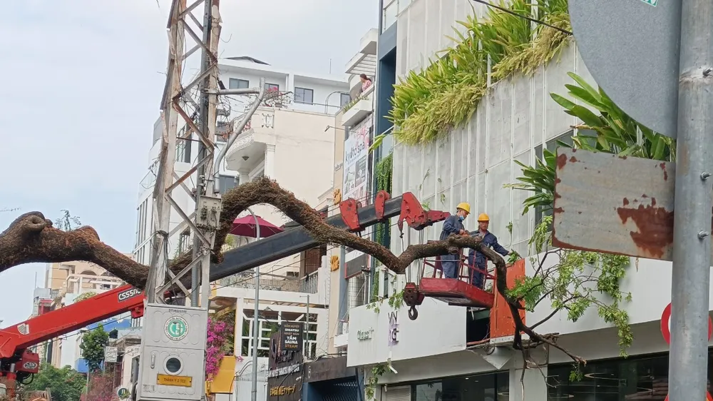 Trường học tại TPHCM thực hiện tổng rà soát cây xanh trong khuôn viên trường học